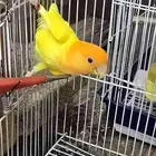 جوز روز للبيع