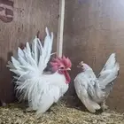 دجاج جبنيز قزم مميز