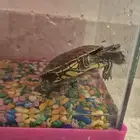 سلحفاة للبيع مع اغراضها