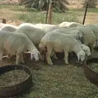 Lambs victims 7 to 8 months old fattailed