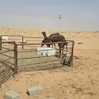 خلفه معها قعود وبكره