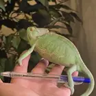 Chameleon