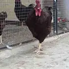 ديوك فرنسي عسلي
