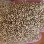 تصفية و تنقية بذور البلوبانك بلوبنك