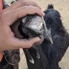 معزه عارضيه تحتها عناق وتيس