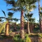 نخل واشنطن للبيع نخل زينه واشنطن