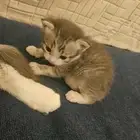 كيتن هجينه للتبني ثلاثة ذكور