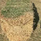 برسيم صيفي مخزن شد كلاس