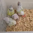 فروخ كنيور صن شيك