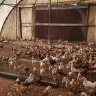 صوص دجاج بلدي هجين تركي