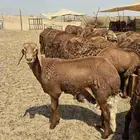 سواكن حمري تربيه شي فاخر ماشاءالله