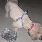 كلب ضائع في حي الحمراء