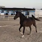 فراس واهو فاااخر