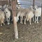 ضان حريات مع بهمها ومع فحلها