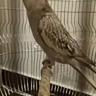 كروان هولندي