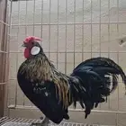 دجاج زينة قزم مميز