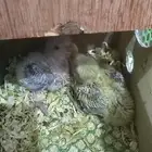 فروخ الروز الصحه ممتازه السعر 100 بدون ملحقات