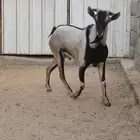 تيس جنوبي فحل