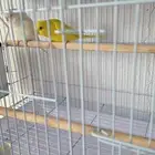 ازواج بادجي