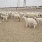 أعرض لكم غنم حري طيب خلفات طيب بالحيل حرش شعره طويل