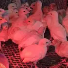 صيصان رومي فرنسي ابيض