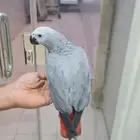 كاسكو للبيع