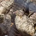 للبيع بيض سمان
