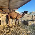 قعود فل شحم