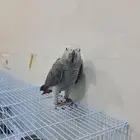 كاسكو للبيع