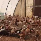 دجاج بلدي هجين تركي العمر شهرين