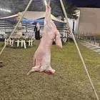 شوي معلم مشويات