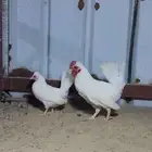 للبيع دجاجة وديك بطريق