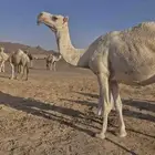 ناقة القحة طيبه