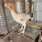 دجاجه للبيع