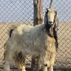 معزا للبيع عدد 2