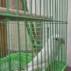 روز
