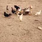 دجاج عربي بي اض للبيع