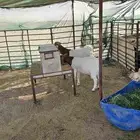 للبيع هجين بورقوت مع عوارض