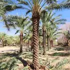 يوجد لدينا نخل عربي وشنطن للبيع