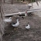 بط مصري