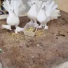 حمام رقاص هندي