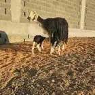 شياه نجد خلفات معهن على 2