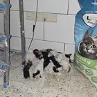 Cats for adoption