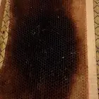 براويز نحل نظيفة ومحفوظة في الفريزن