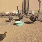 ديكه رومي 3 ديوك لتواصل