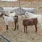 طليان حريه وتيوس وسواكن حمري تربيه شي يبيض الوجه