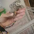 كروان اليف جدا ( تم البيع )