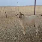 تيوس بيشيات مشاريع