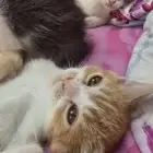 قطط للتبني