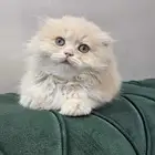 قطة سكوتش فولد للبيع